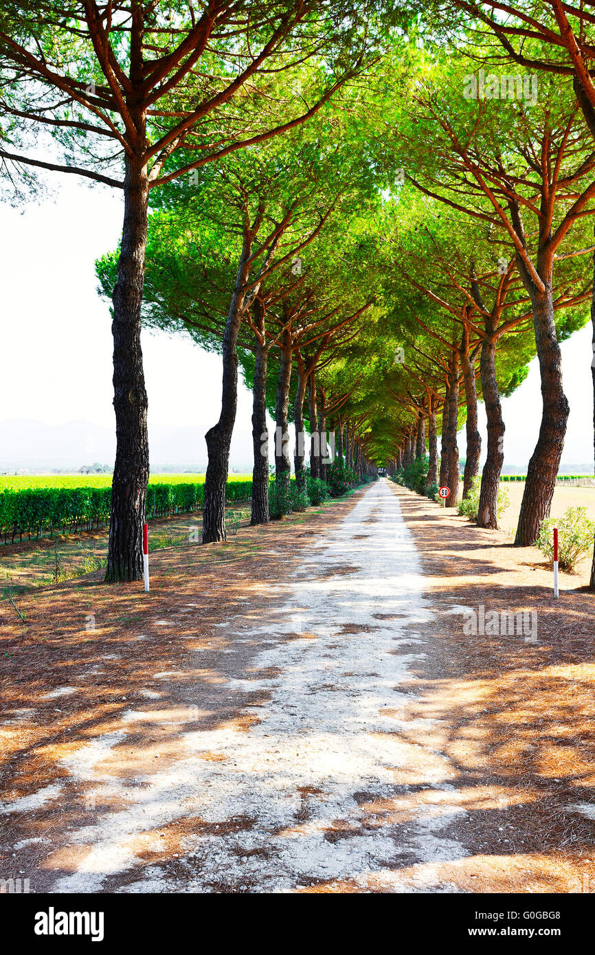 Tree canopy home hi-res stock photography and images - Alamy
