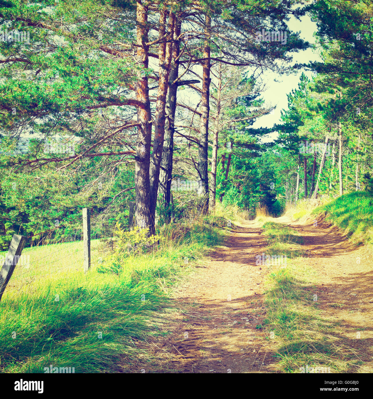 Tree canopy dirt road hi-res stock photography and images - Alamy