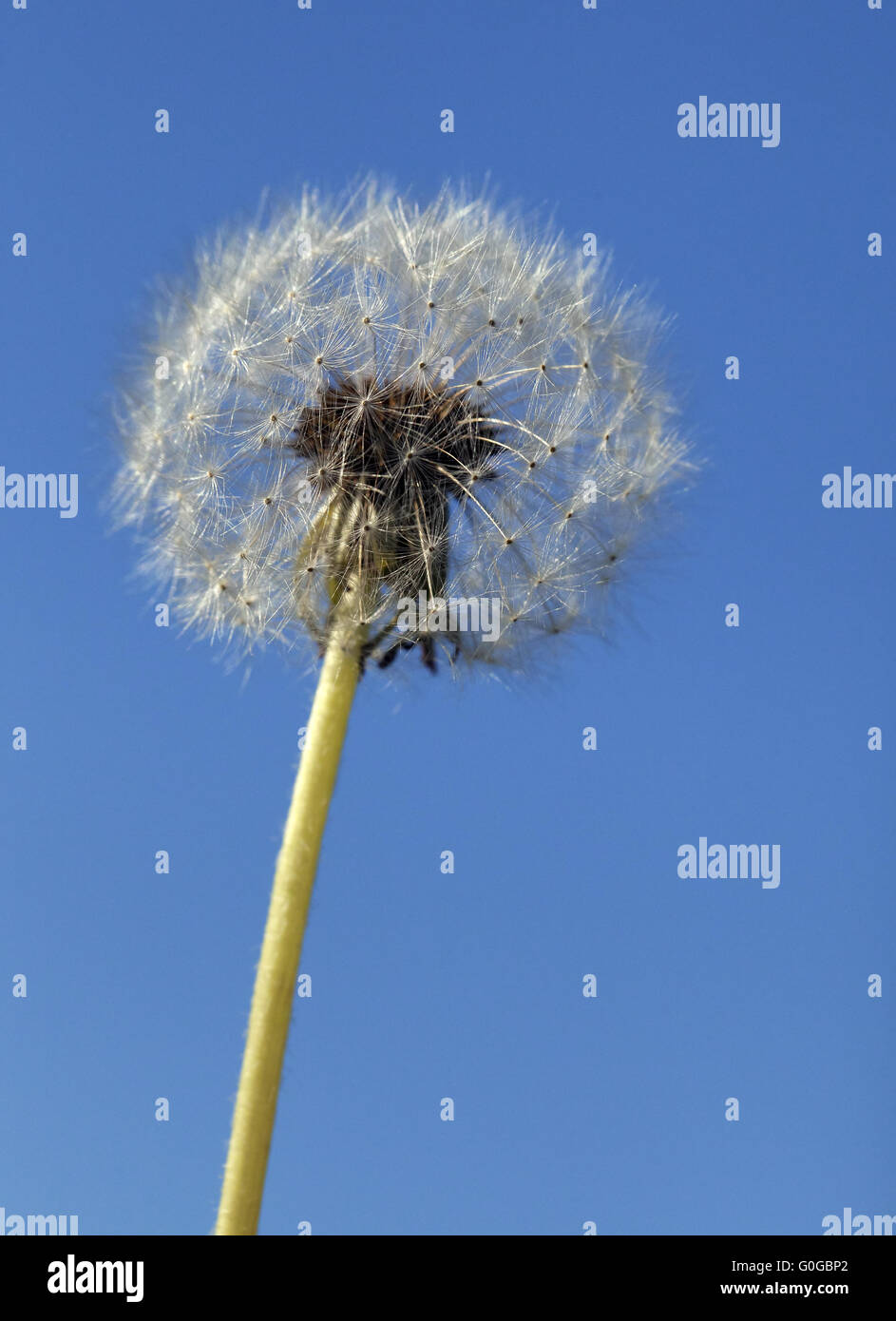 Fluffy dandelion, close-up Stock Photo