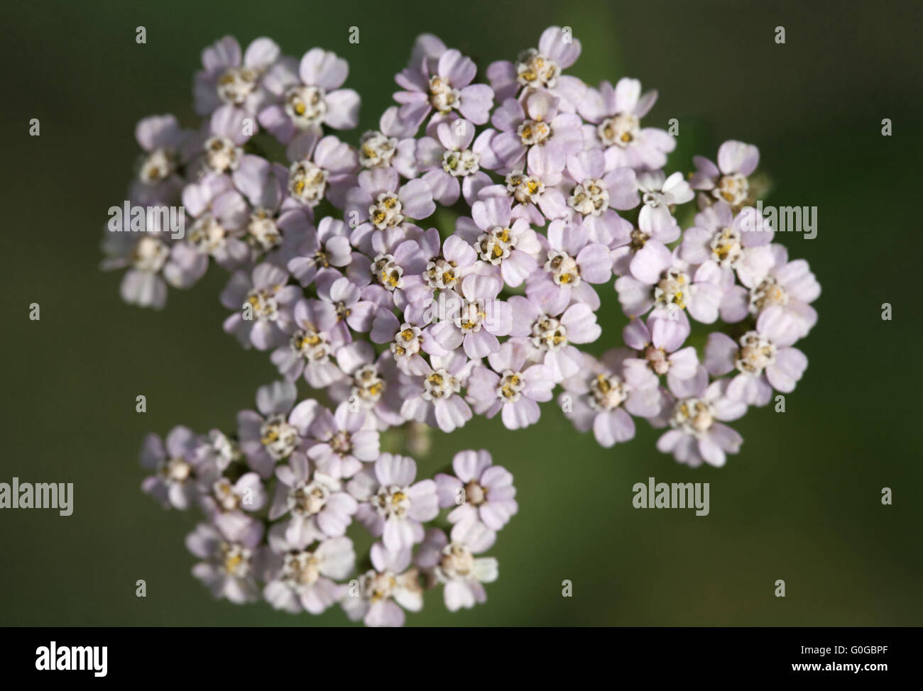 Saxifrage flowers close-up Stock Photo