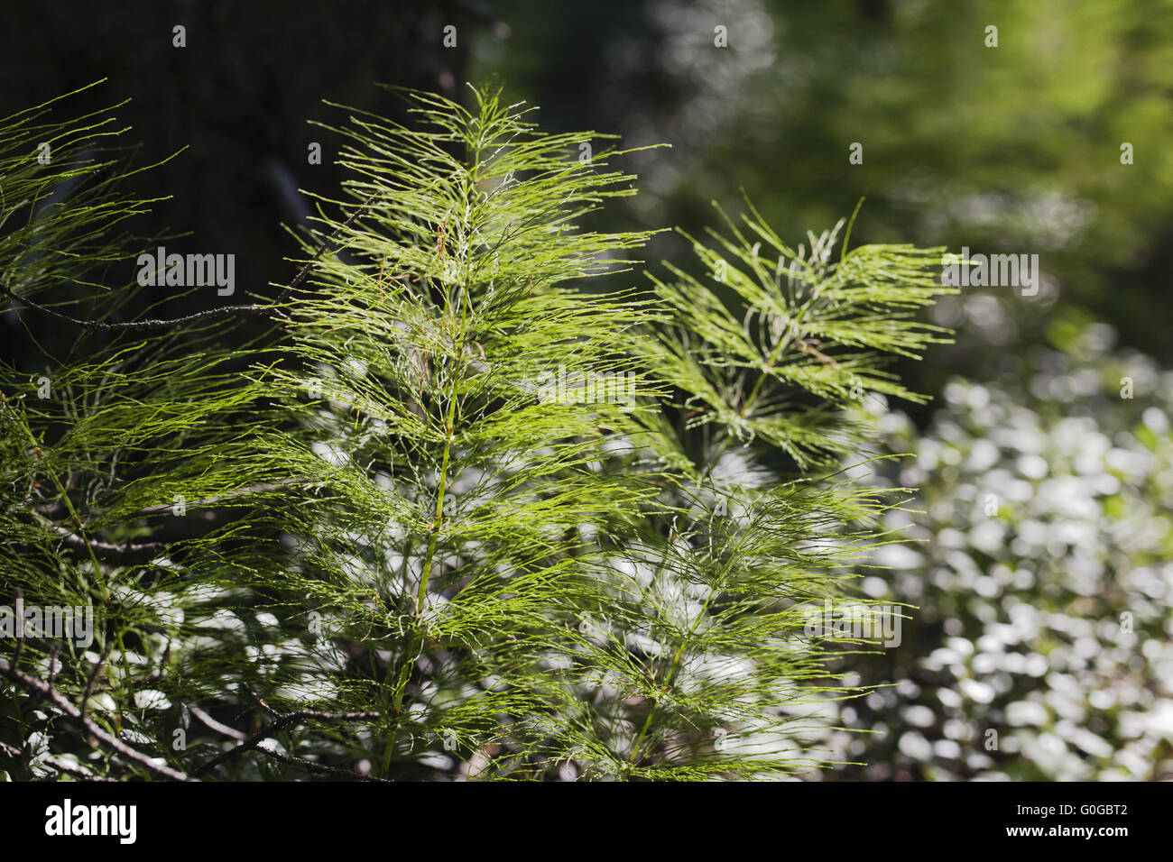 Horsetail plants in the backlight Stock Photo