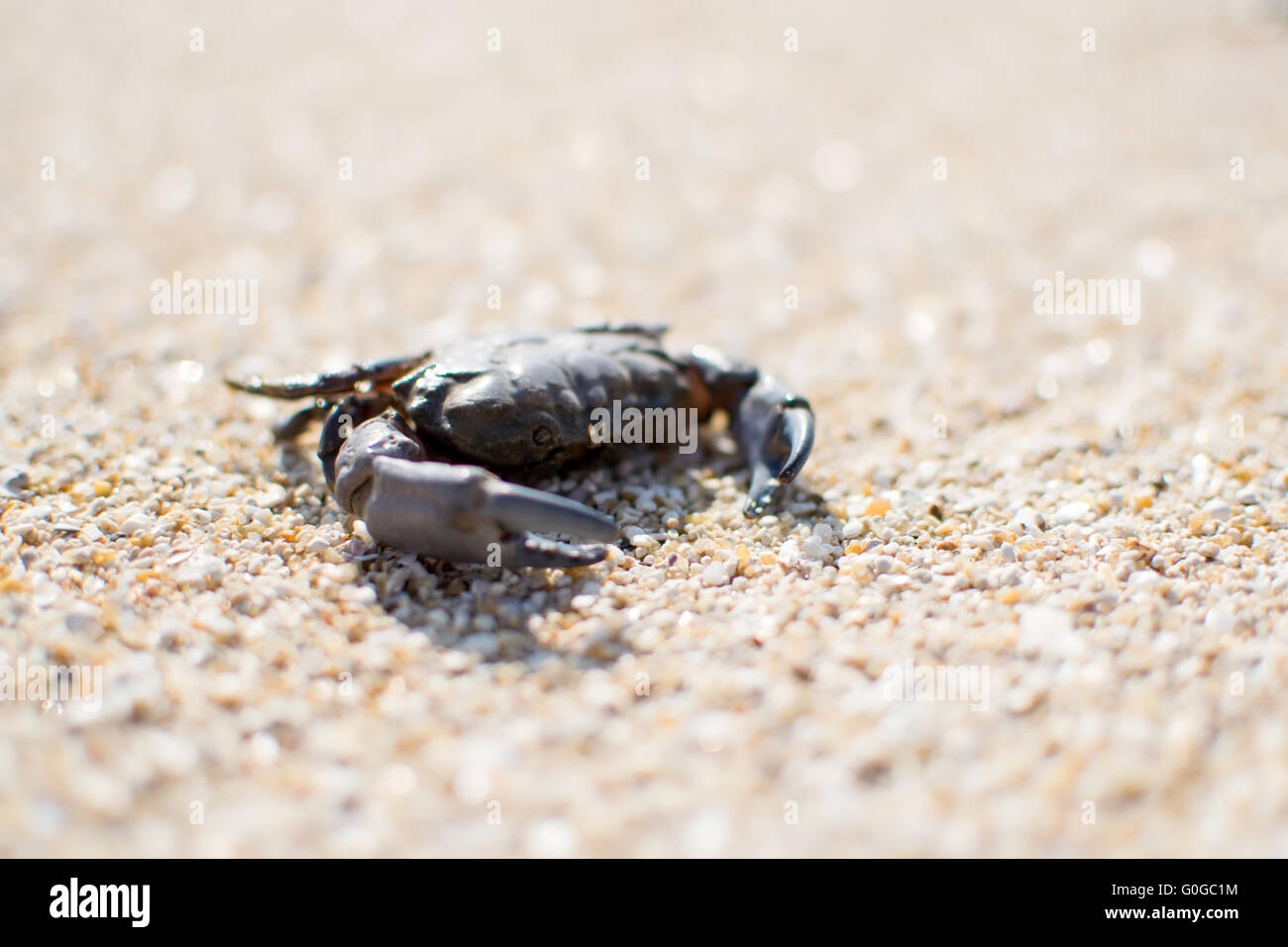 A crab on the beach Stock Photo