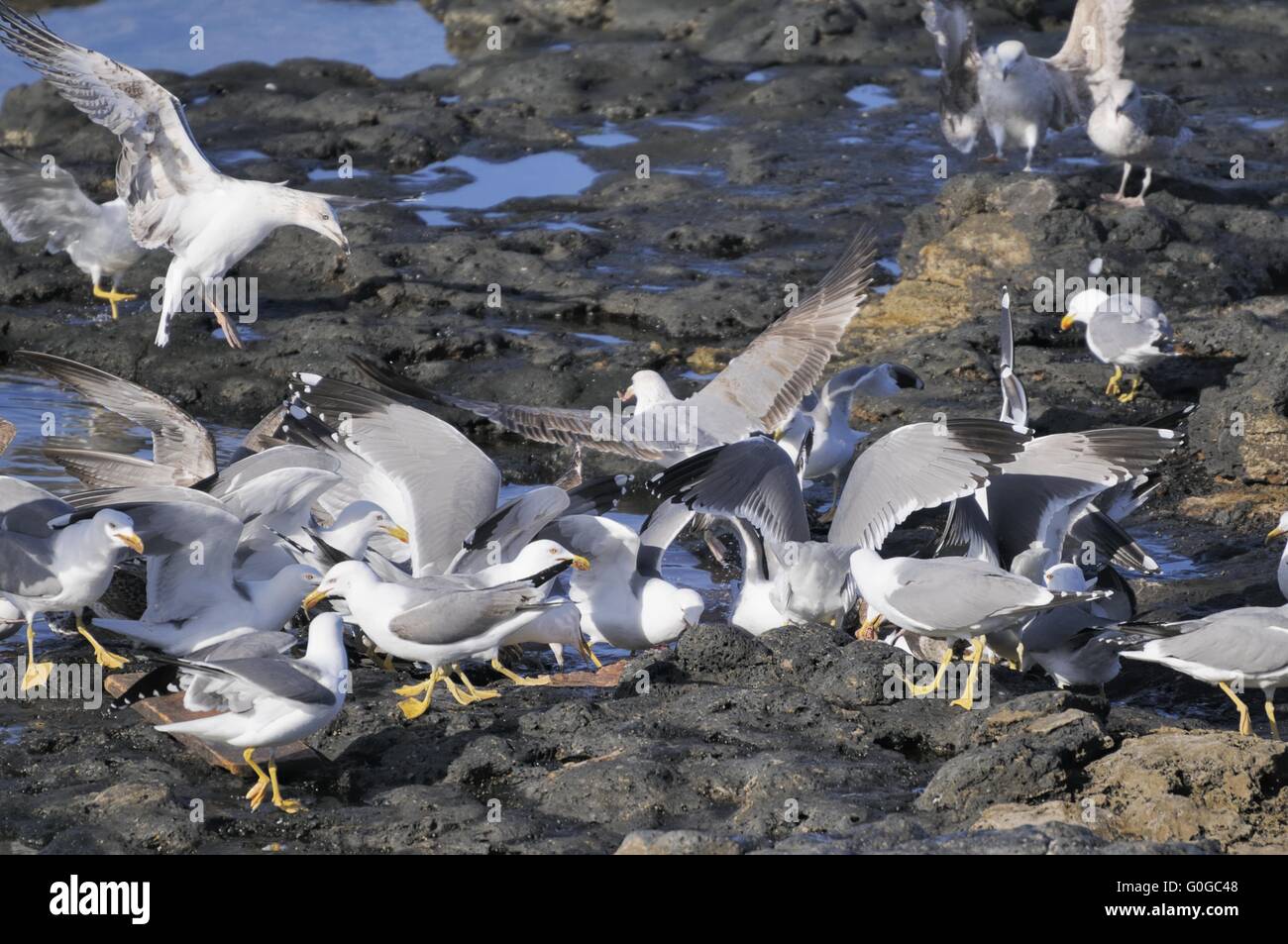 european herring gulls Stock Photo
