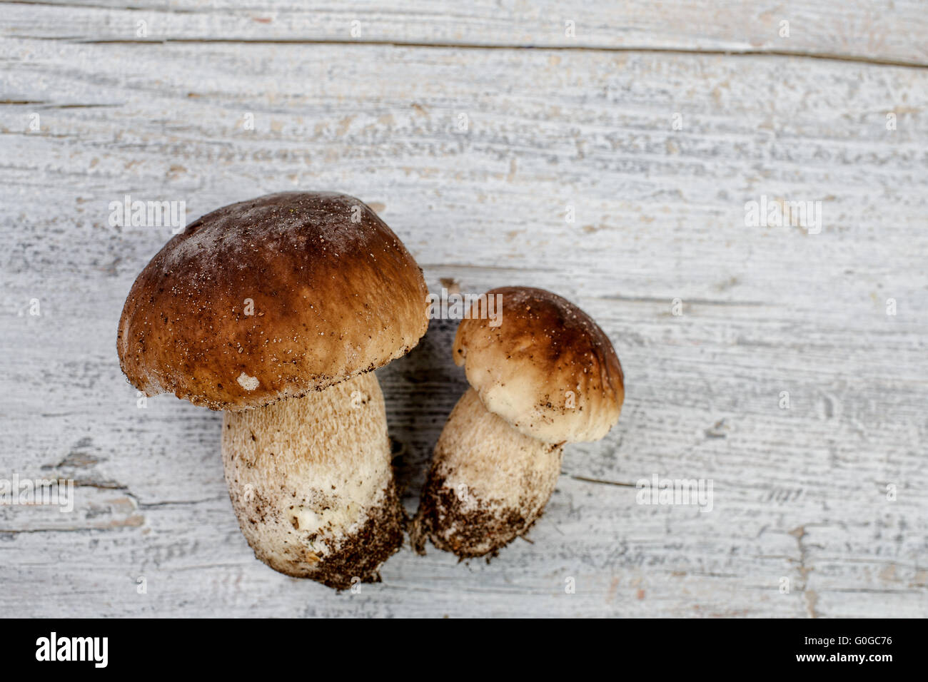 Fresh Porcino Mushrooms Stock Photo