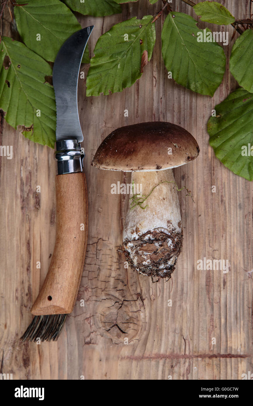 Fresh Porcino Mushrooms Stock Photo