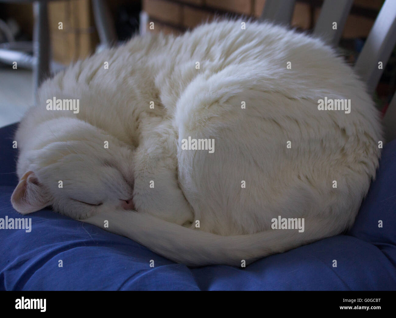 Curled up cats hi-res stock photography and images - Alamy