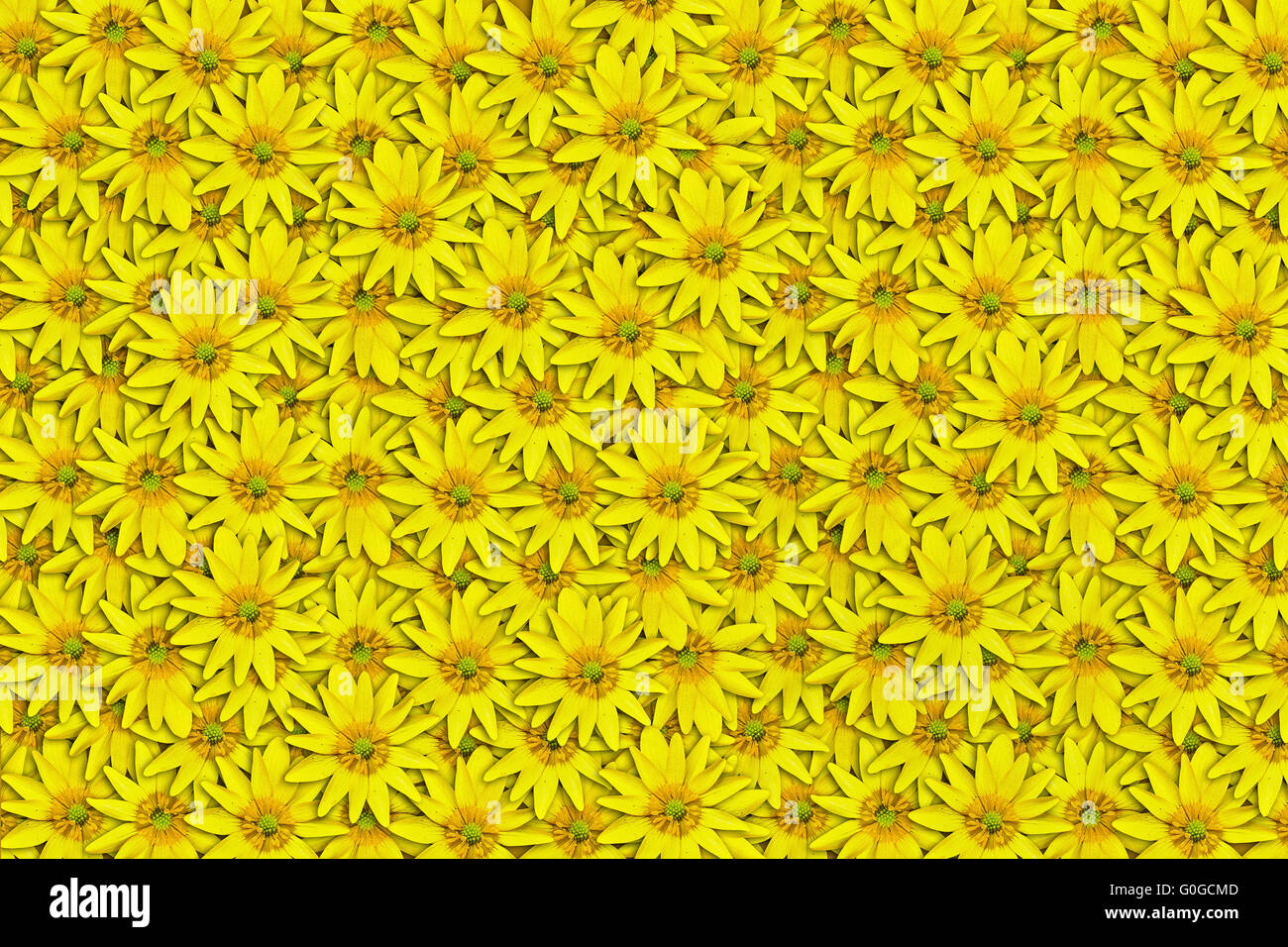 background of yellow flowers Ficaria verna Huds close up Stock Photo