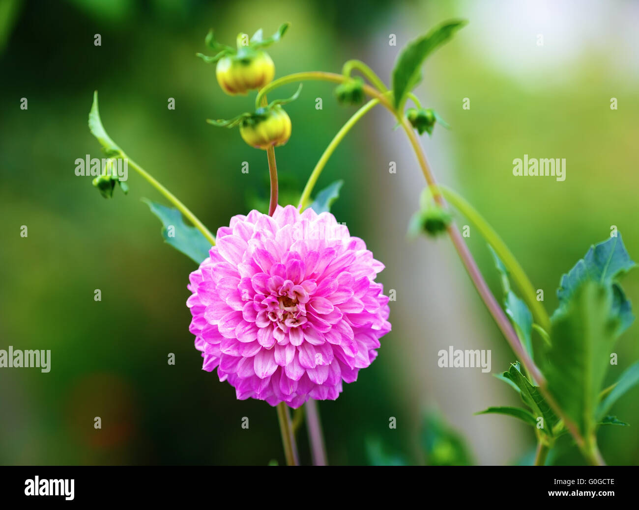 Big blooming flower hi-res stock photography and images - Alamy
