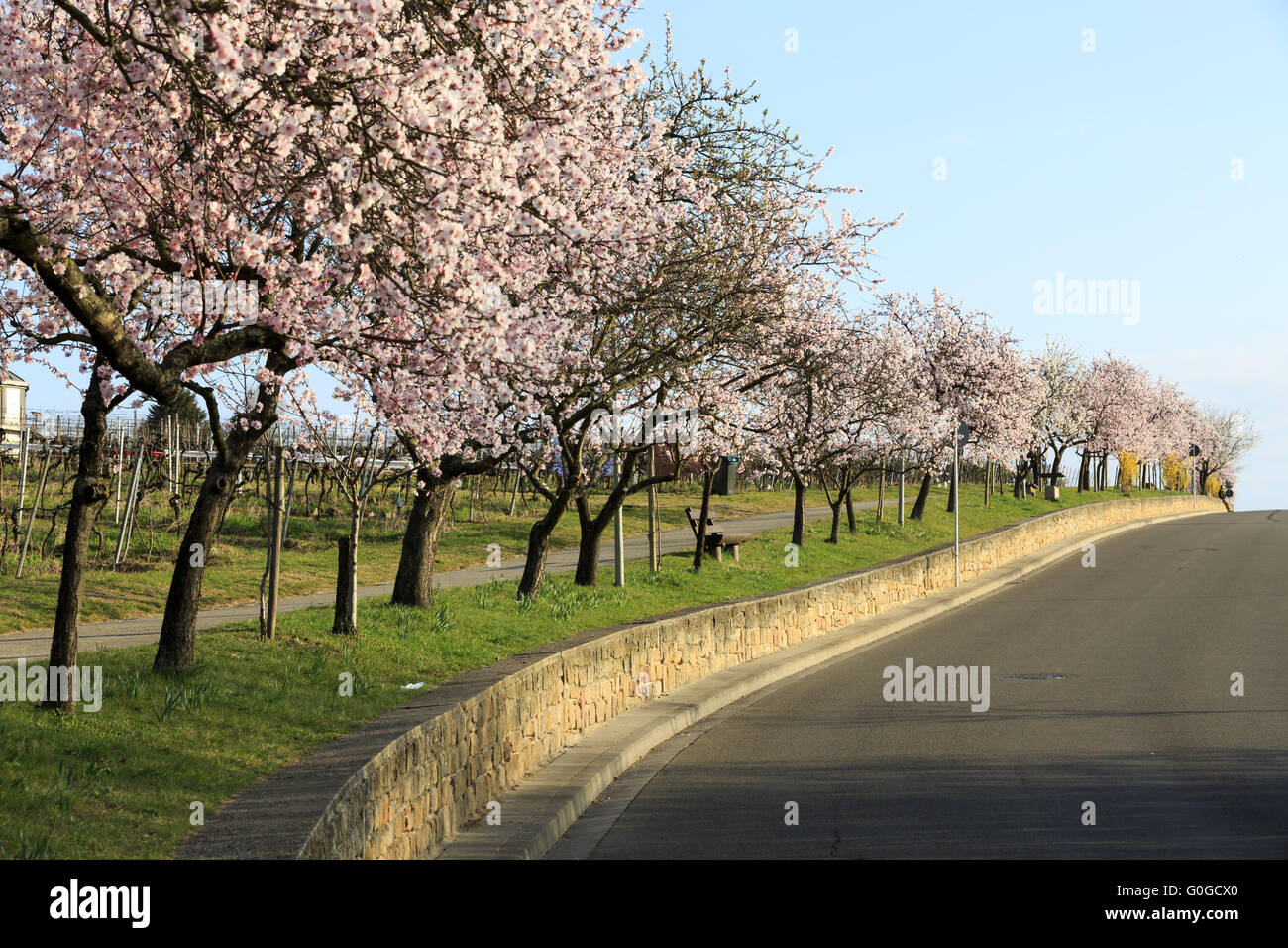 mandelbluete almond tree blooming stock photo 103623576 alamy