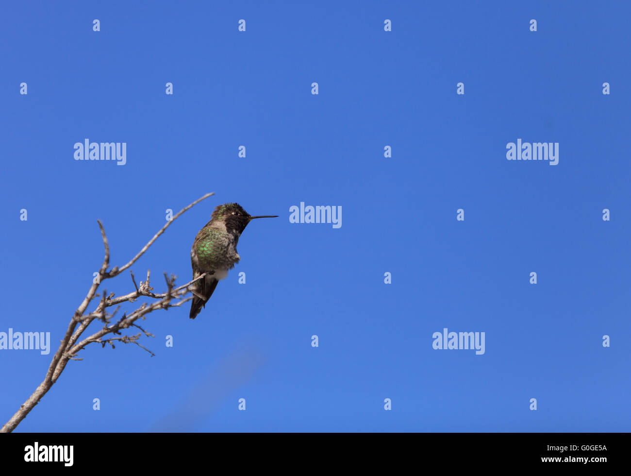 Anna’s Hummingbird Stock Photo