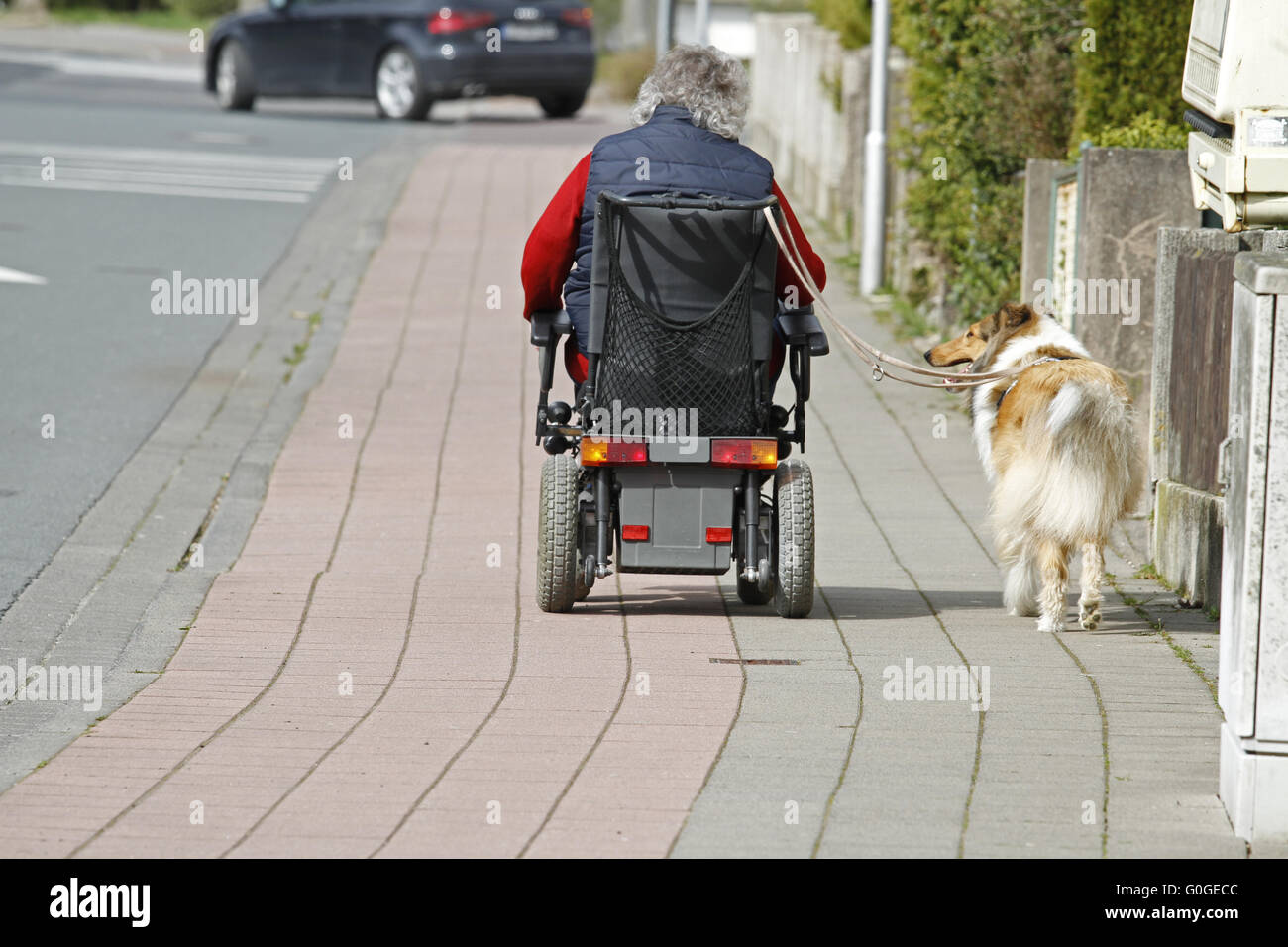 companion dog Stock Photo