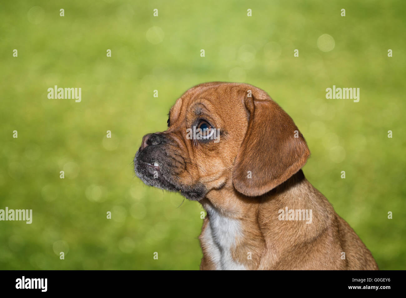 Beagle Mops High Resolution Stock Photography and Images - Alamy