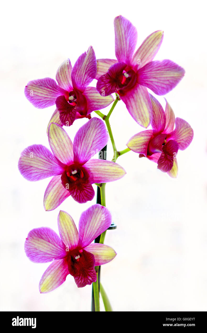 beautiful pink orchid isolated on the white background Stock Photo - Alamy