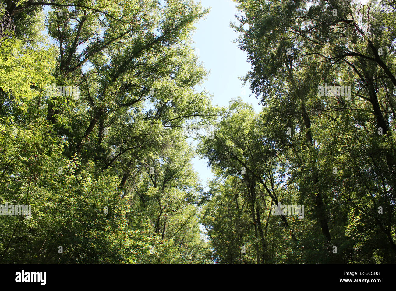 Cottonwood tree pollen hires stock photography and images Alamy