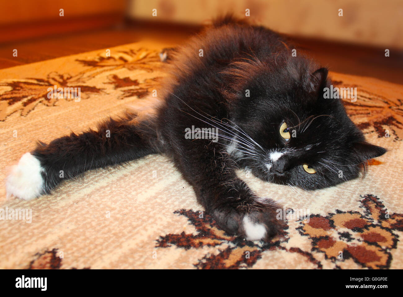black lazy cat lays on the carpet Stock Photo