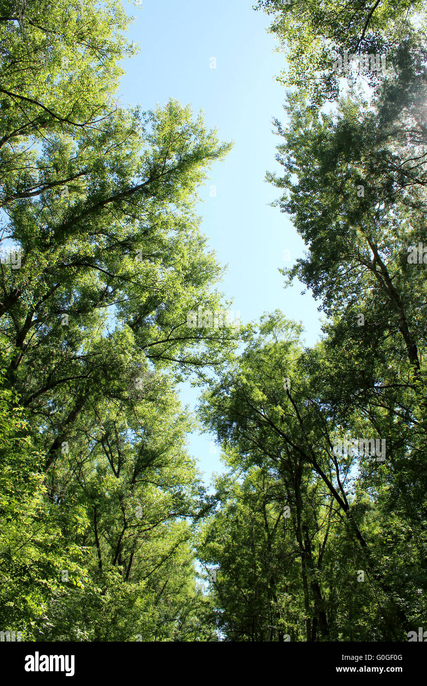crowns of green trees in the park Stock Photo - Alamy