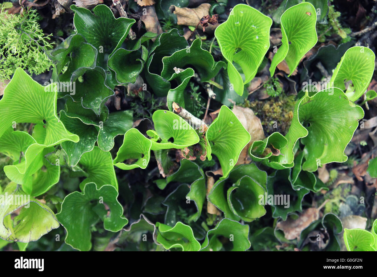 Kidney fern (Trichomanes reniforme), New Zealand Stock Photo