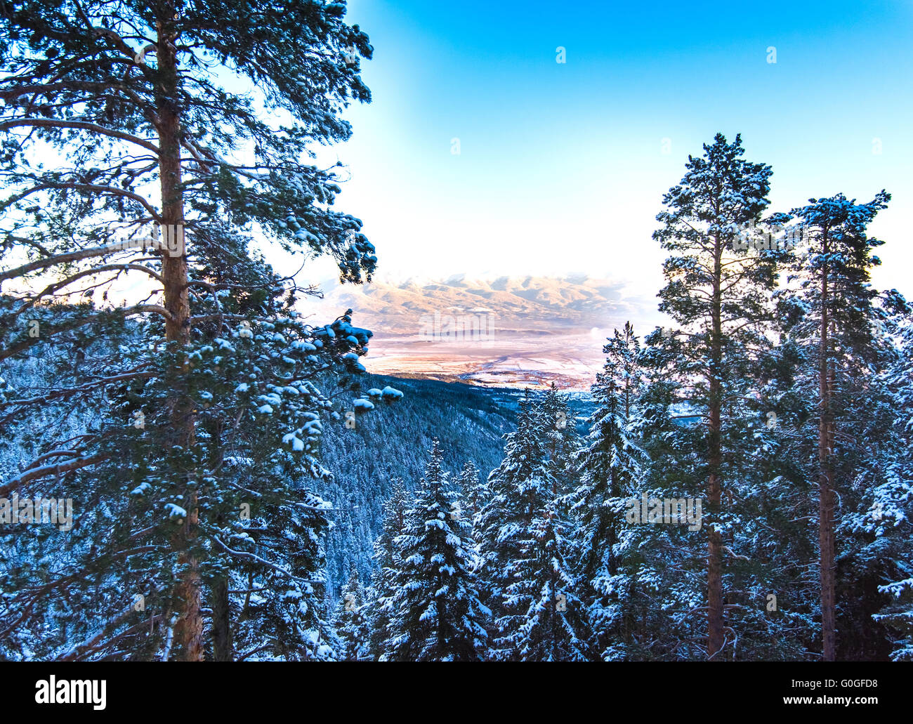 Hilly pine tree forest hi-res stock photography and images - Alamy