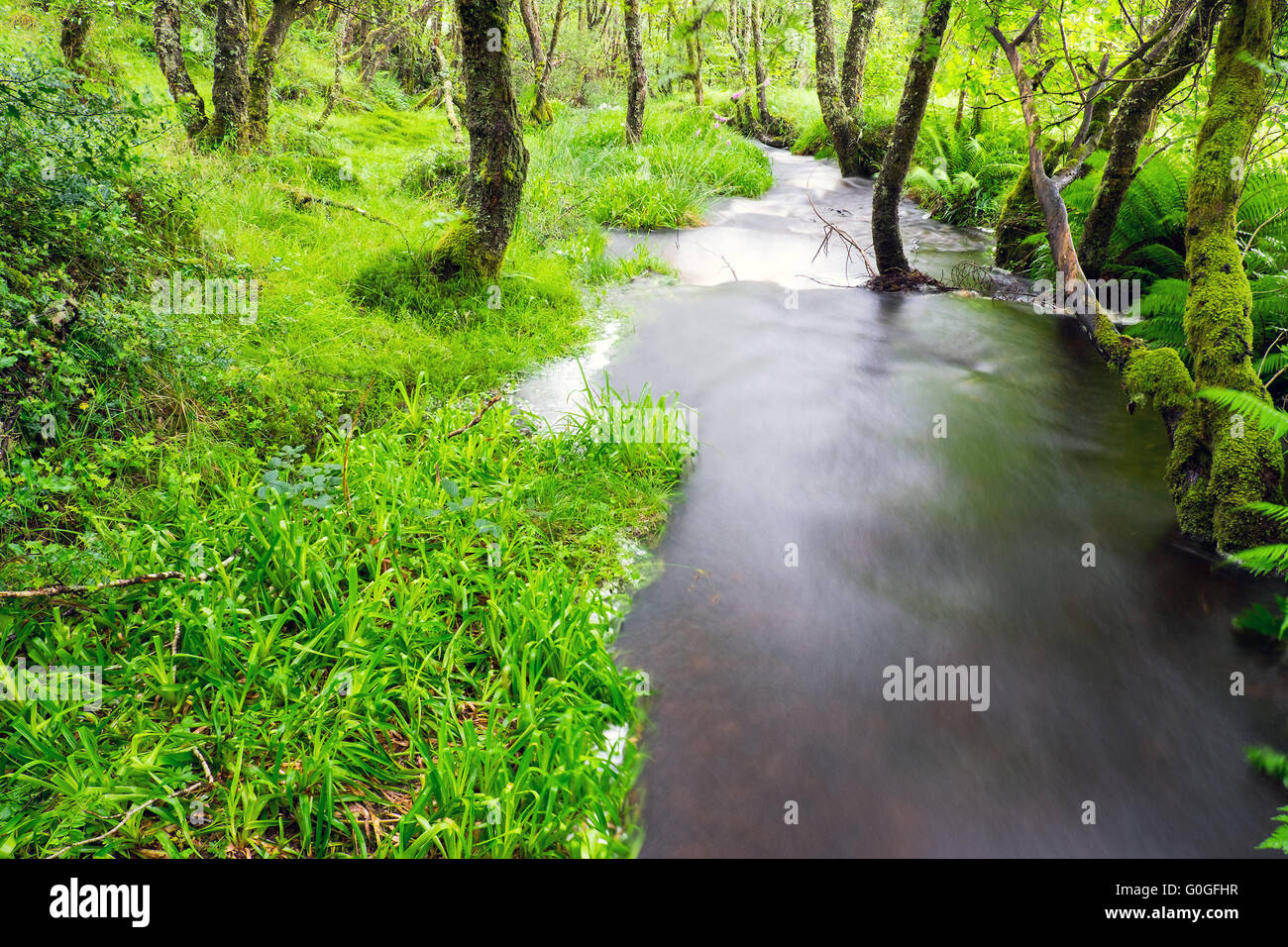 Small river in a green forest seen in the Highlands of Scotland Stock Photo