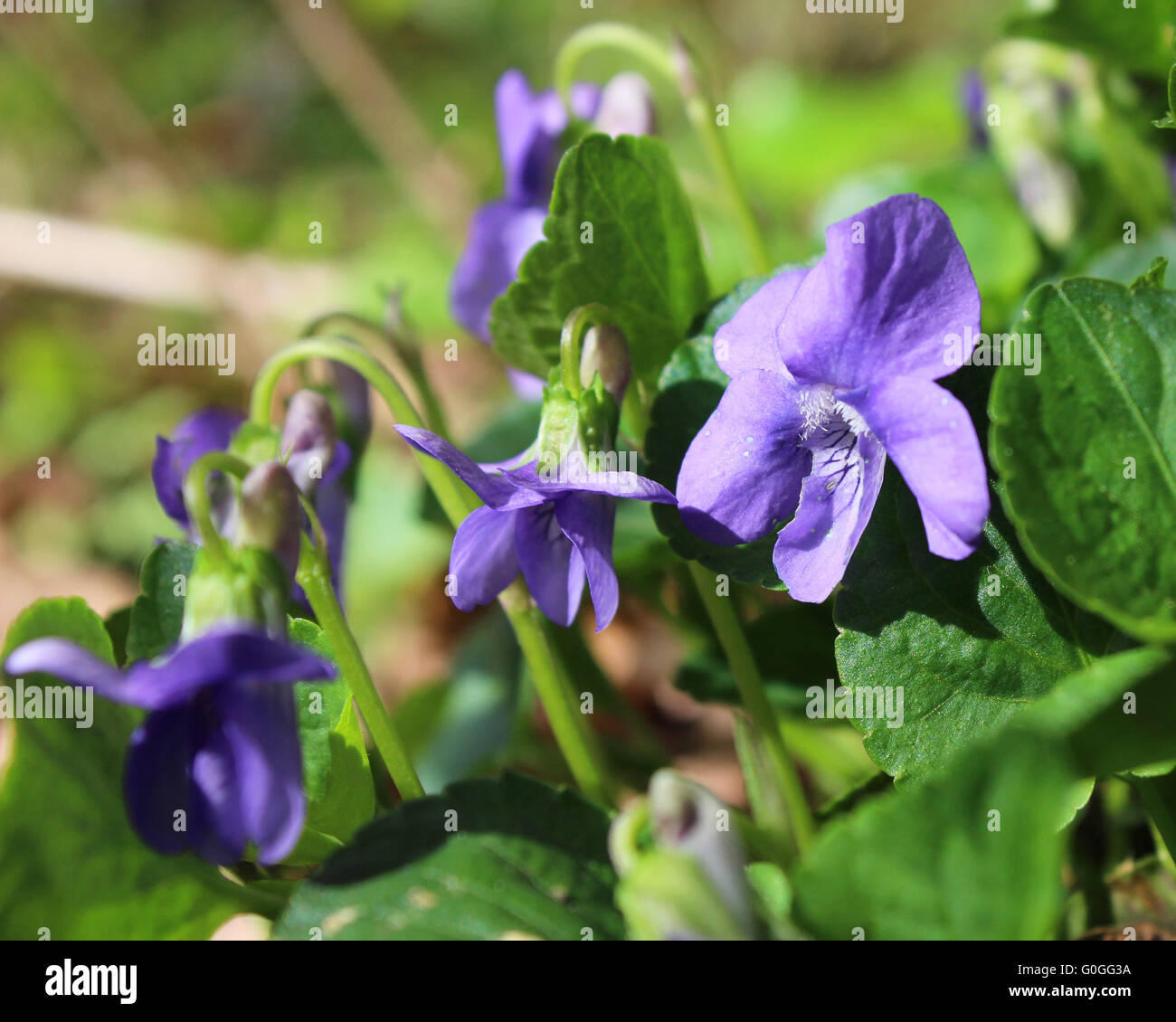 The lovely flowers of Viola sororia, also known as the common blue violet, or wood violet, growing in a natural setting. Stock Photo