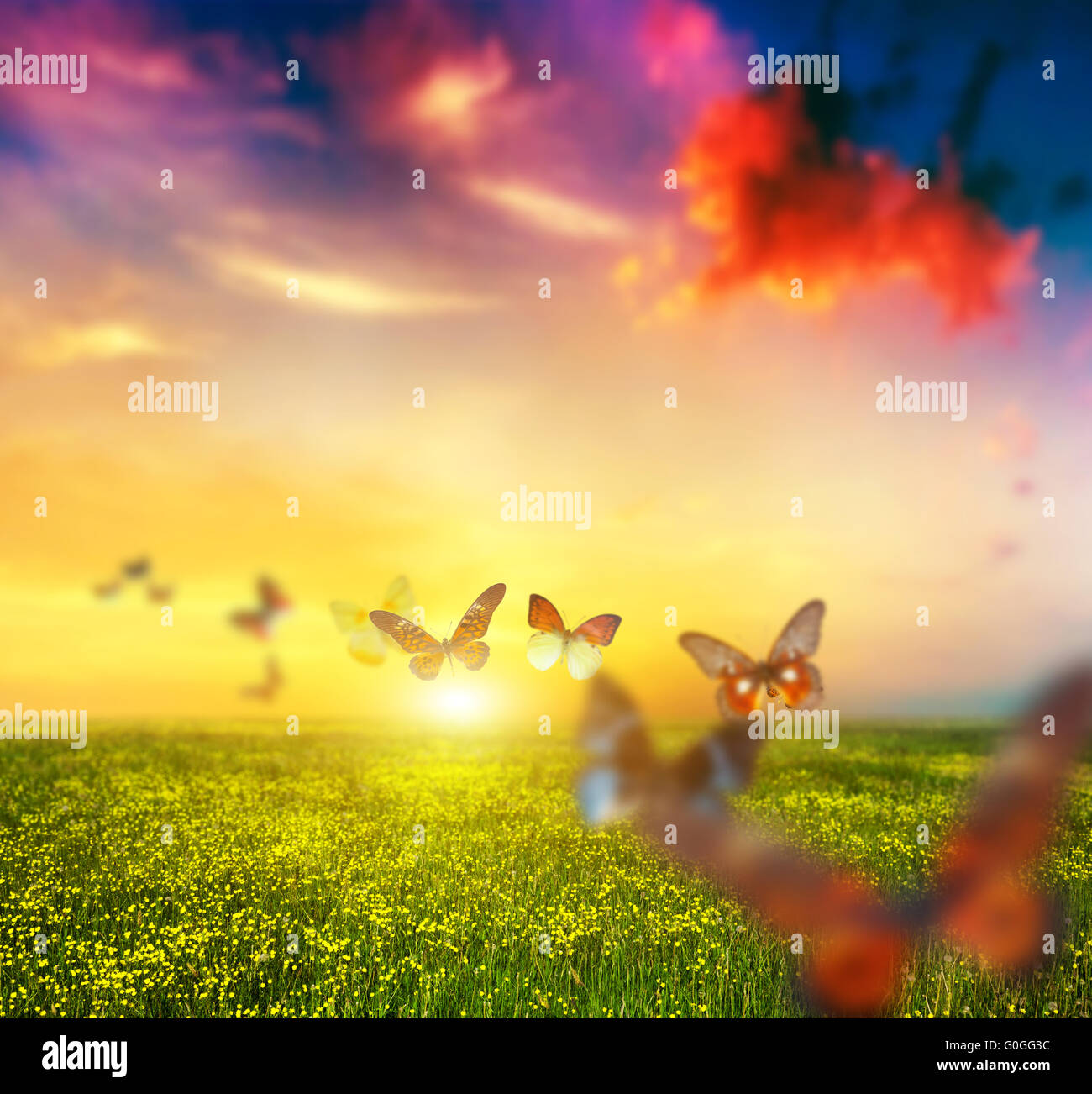 Colorful butterflies flying over spring meadow with flowers. Butterfly ...