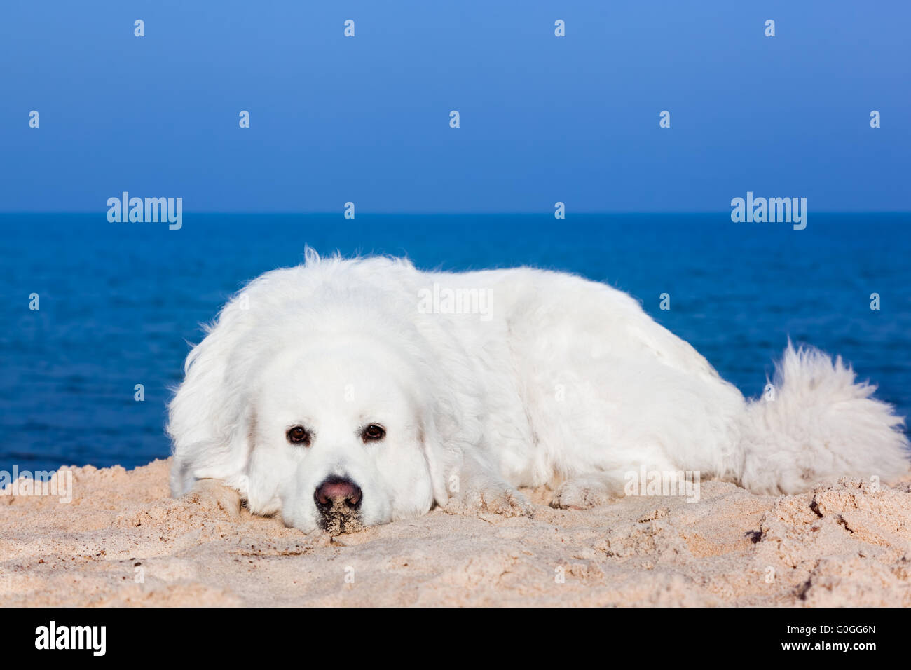 Cute white dog on the beach. Polish Tatra Sheepdog Stock Photo