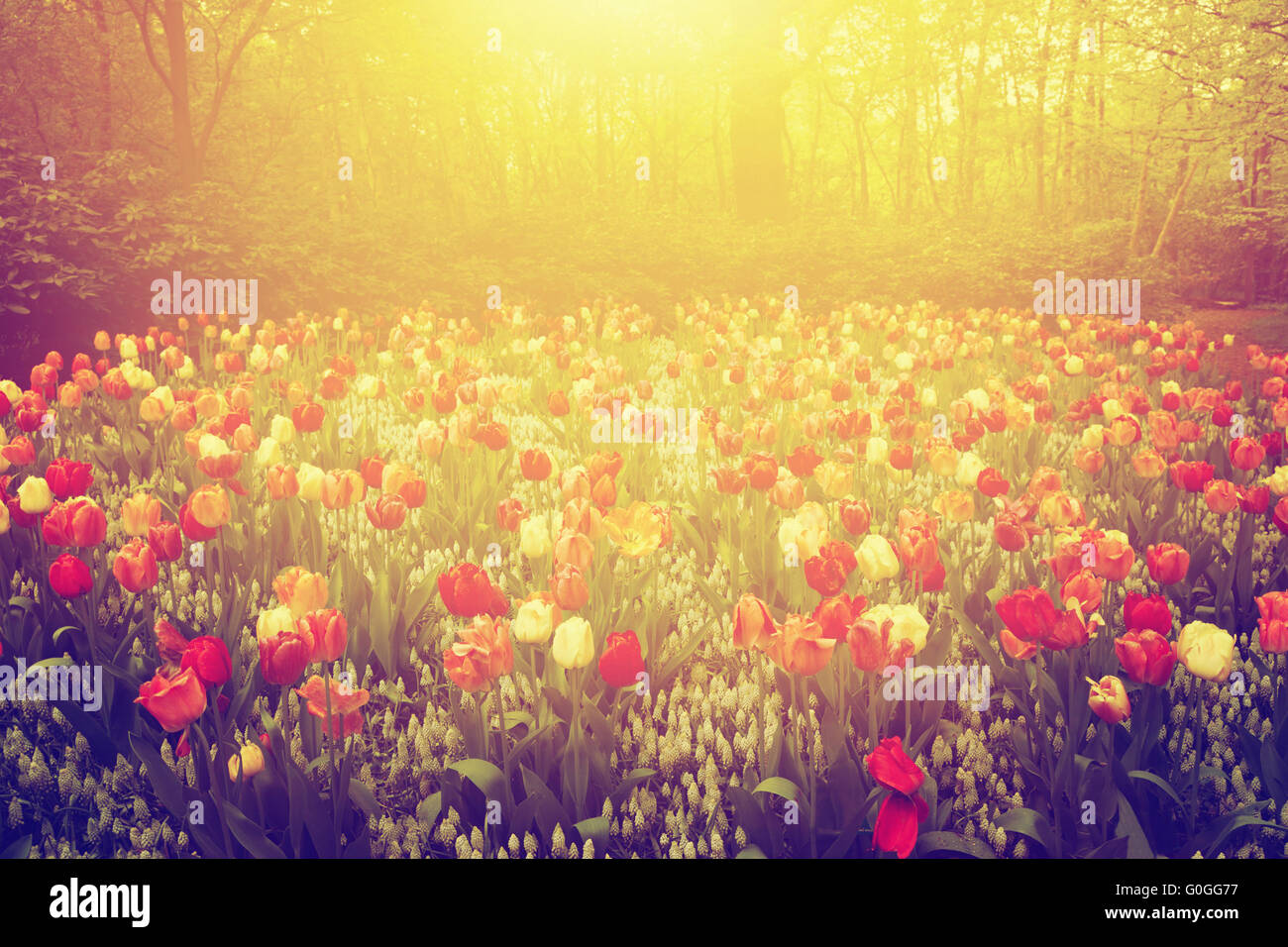 Colorful tulip flowers in the garden on sunny day in spring. Vintage Stock Photo