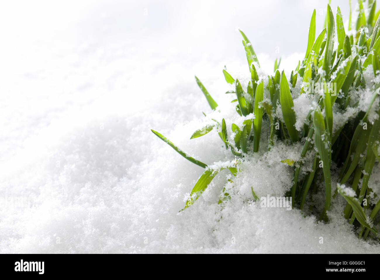 Fresh green grass growing form snow. Spring start Stock Photo