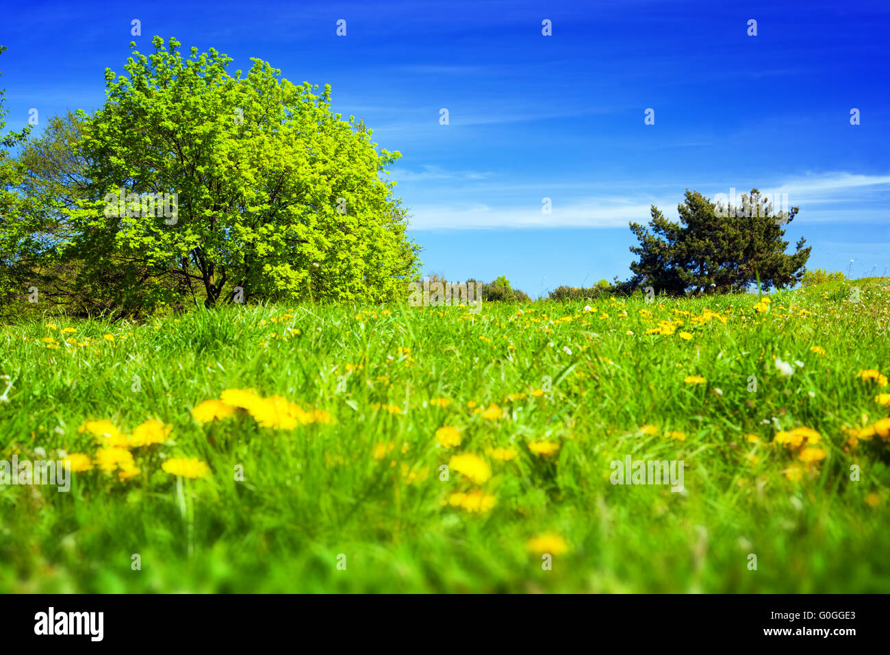 Spring countryside, meadow with green grass, trees and flowers. Stock Photo