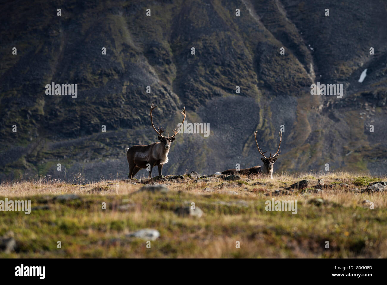 Reindeer against mountain landscape, Kungsleden trail, Lapland, Sweden Stock Photo