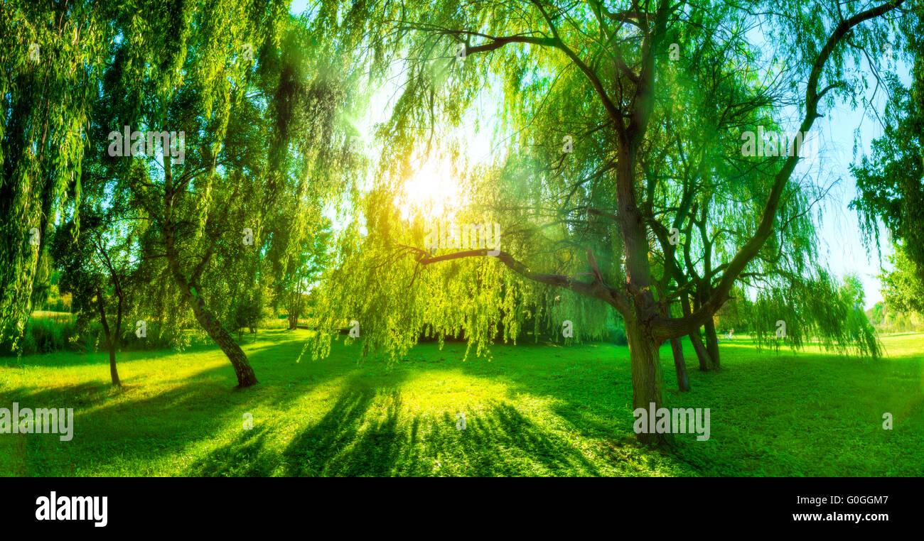 Park green color hi-res stock photography and images - Alamy