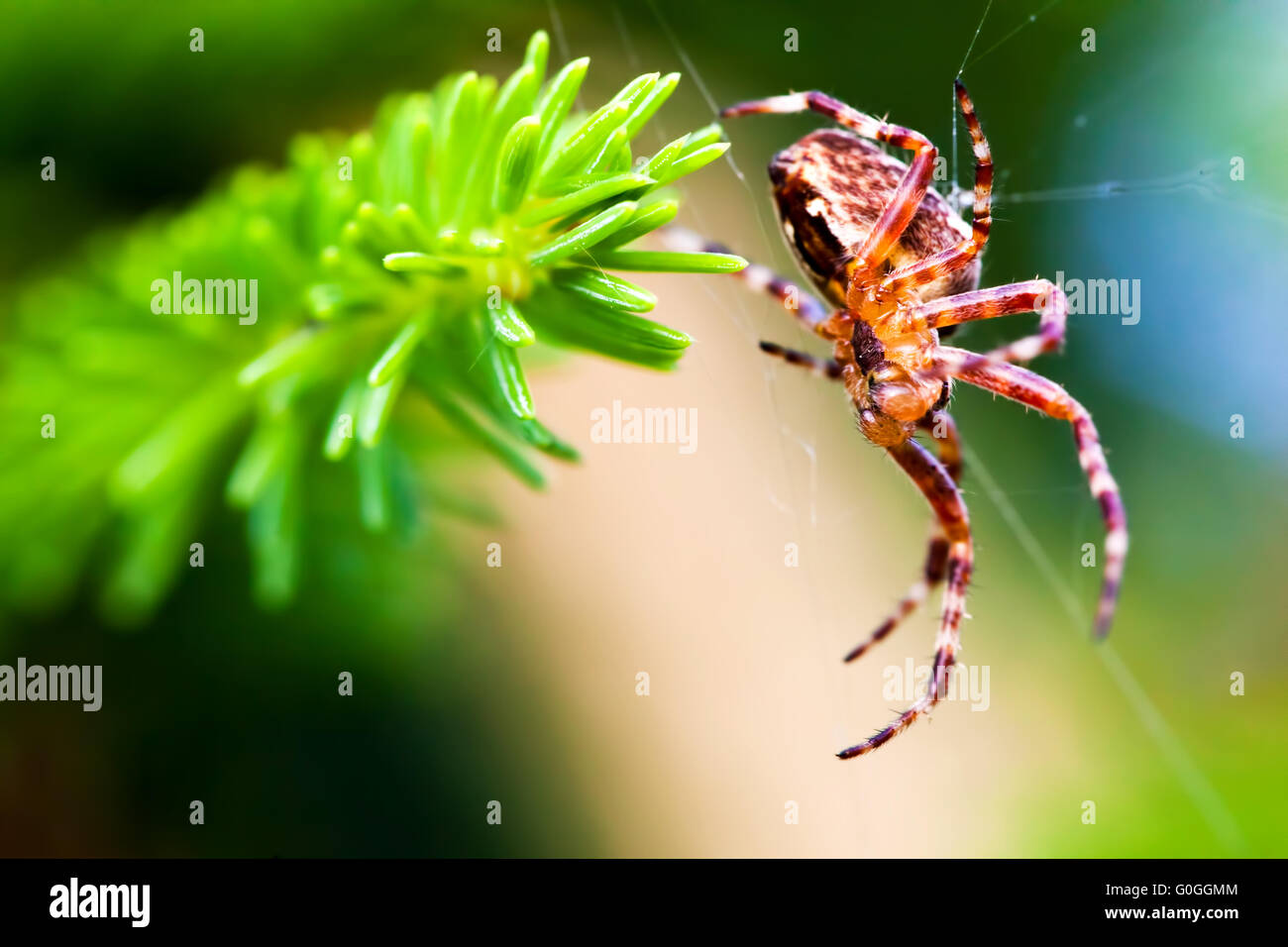 European garden spider called cross spider. Araneus diadematus species ...