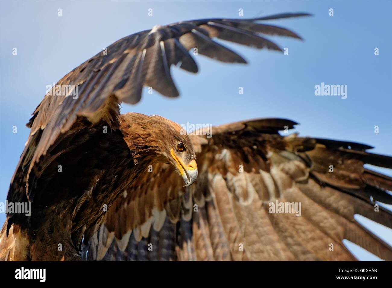 Steppe eagle Stock Photo