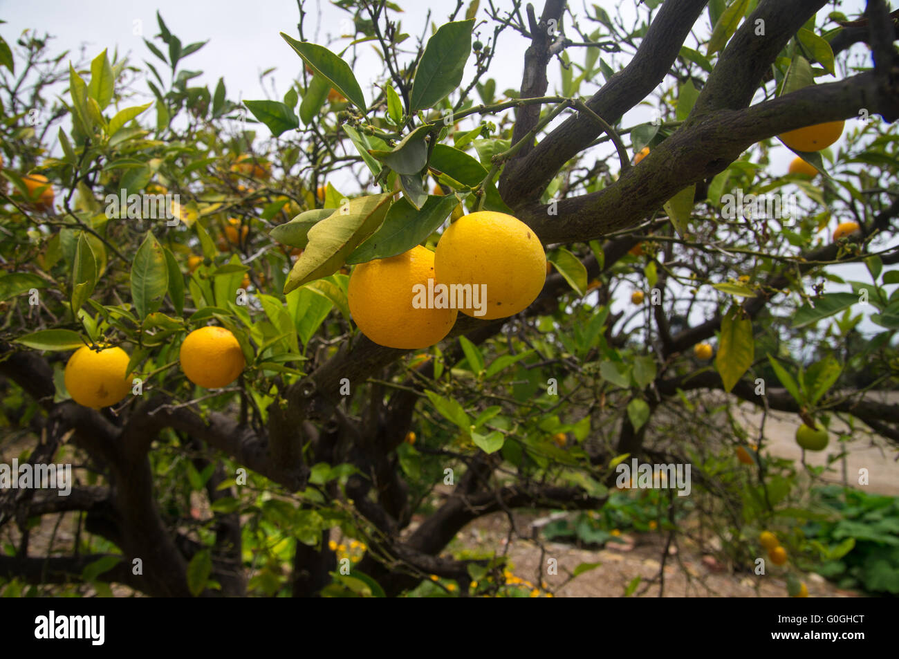 Oranges in fruit orchard in California Stock Photo - Alamy