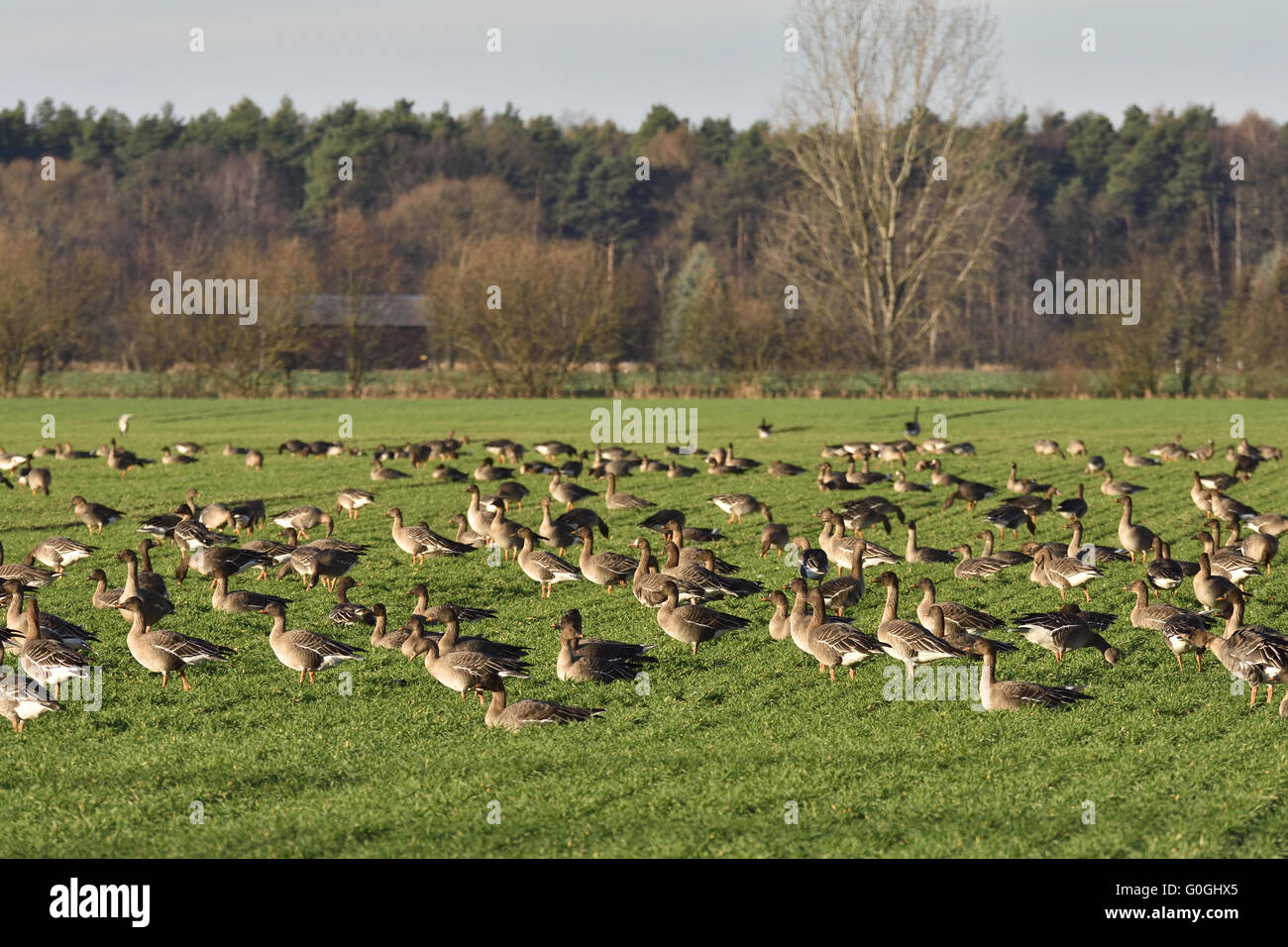 Geese Stock Photo