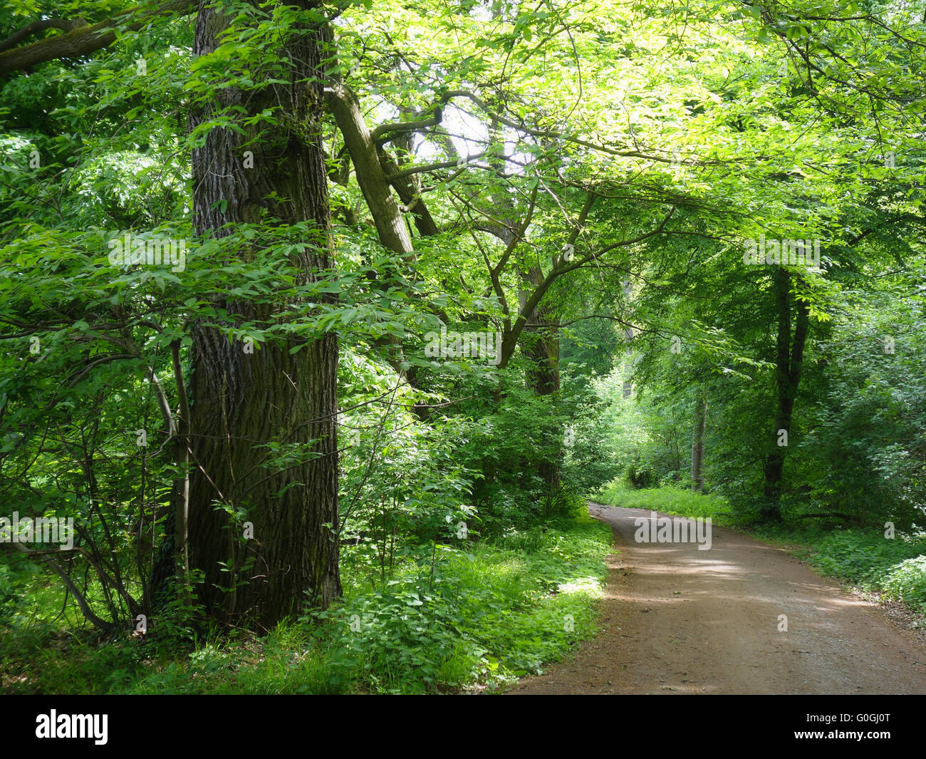 A path through the green forest Stock Photo - Alamy