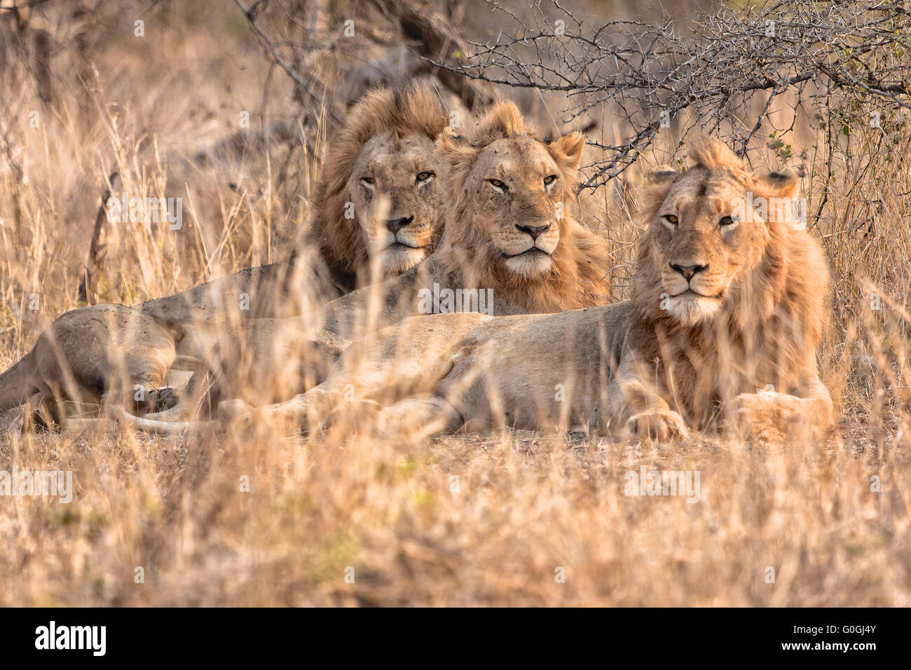 three lion's brother resting at etosha Stock Photo