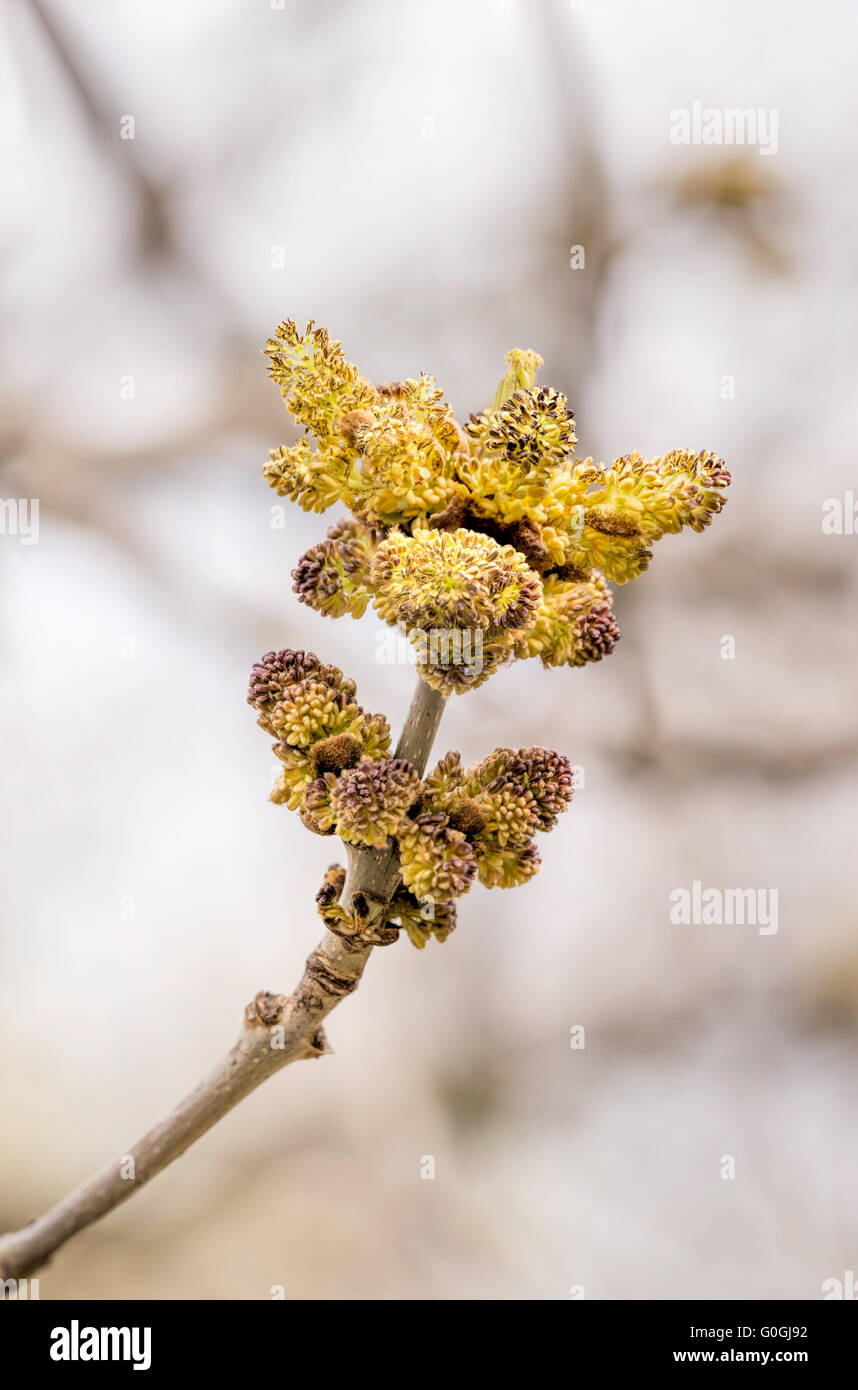 Macro of Fraxinus, also called Ash tree, flowers of catkin, at the beginning of spring Stock Photo