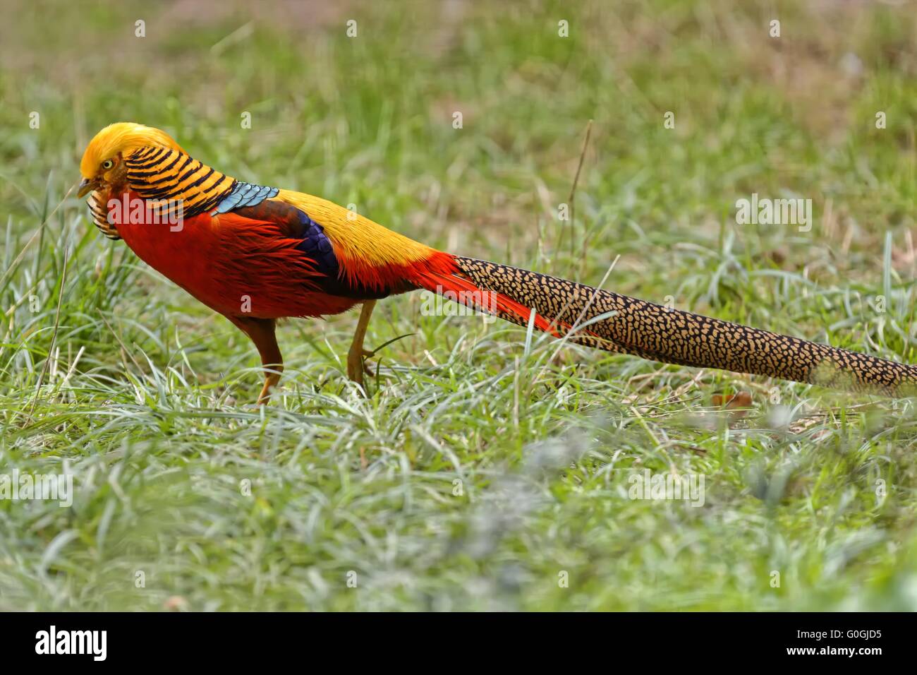 Golden pheasant Stock Photo