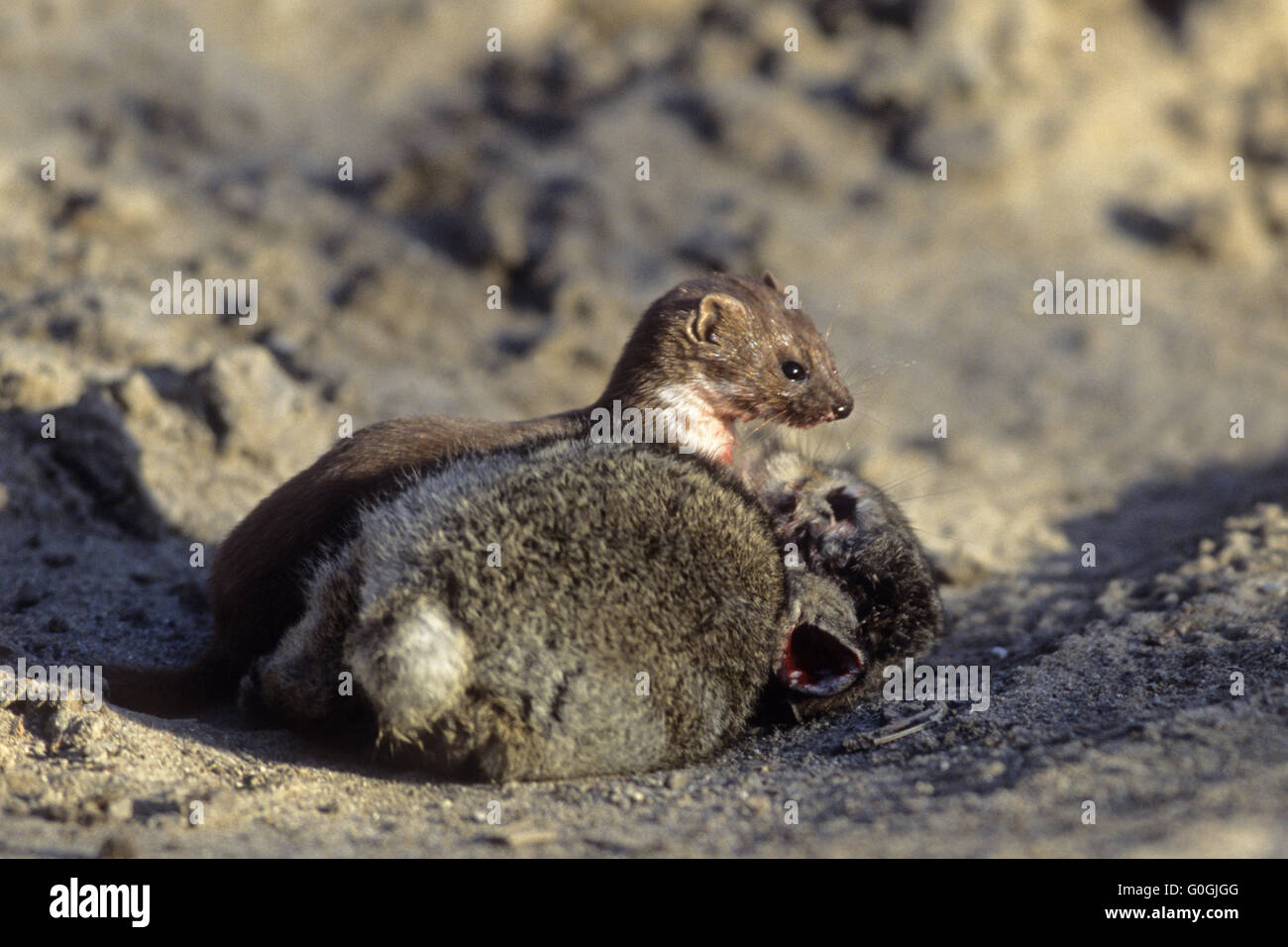 Least Weasel large prey typically dies of circulatory shock or blood loss Stock Photo