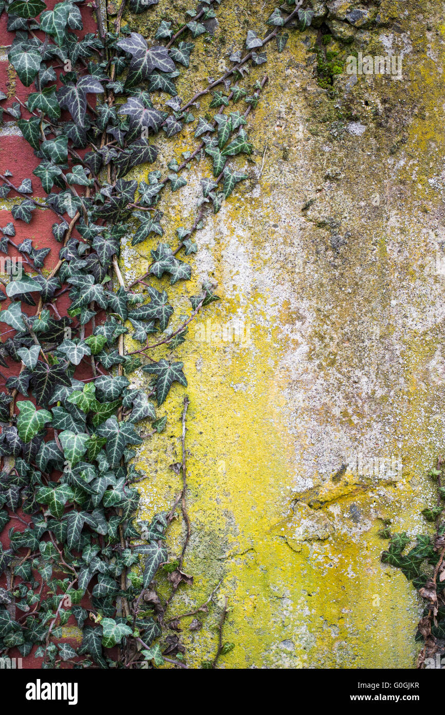 Ivy (Hedera helix) growing over a yellow weathered wall Stock Photo