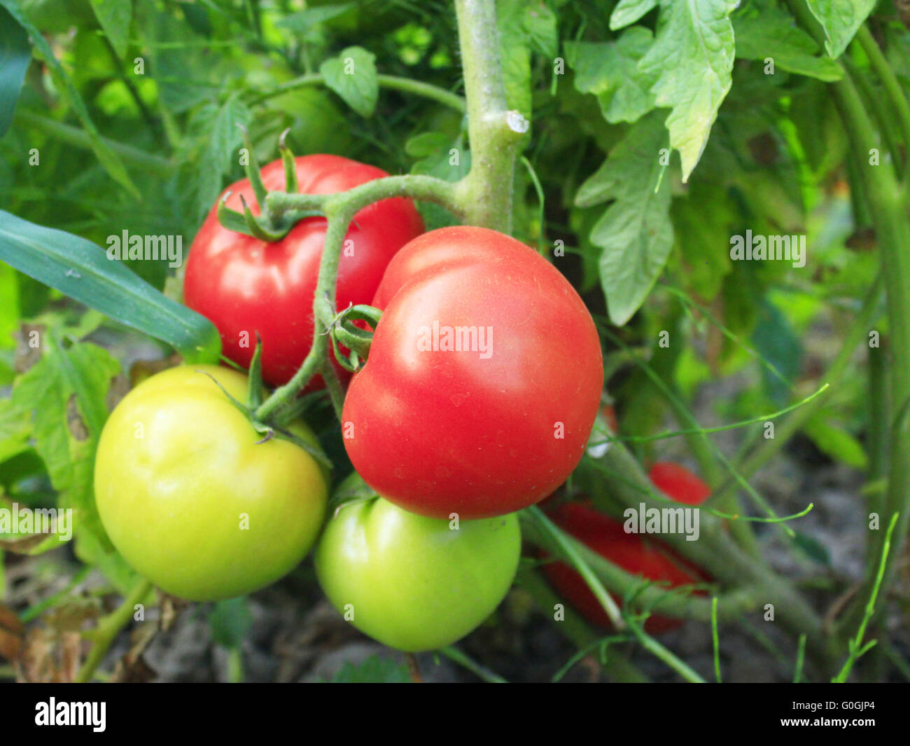 beautiful red and green tomatoes hanging on the branch in the garden ...