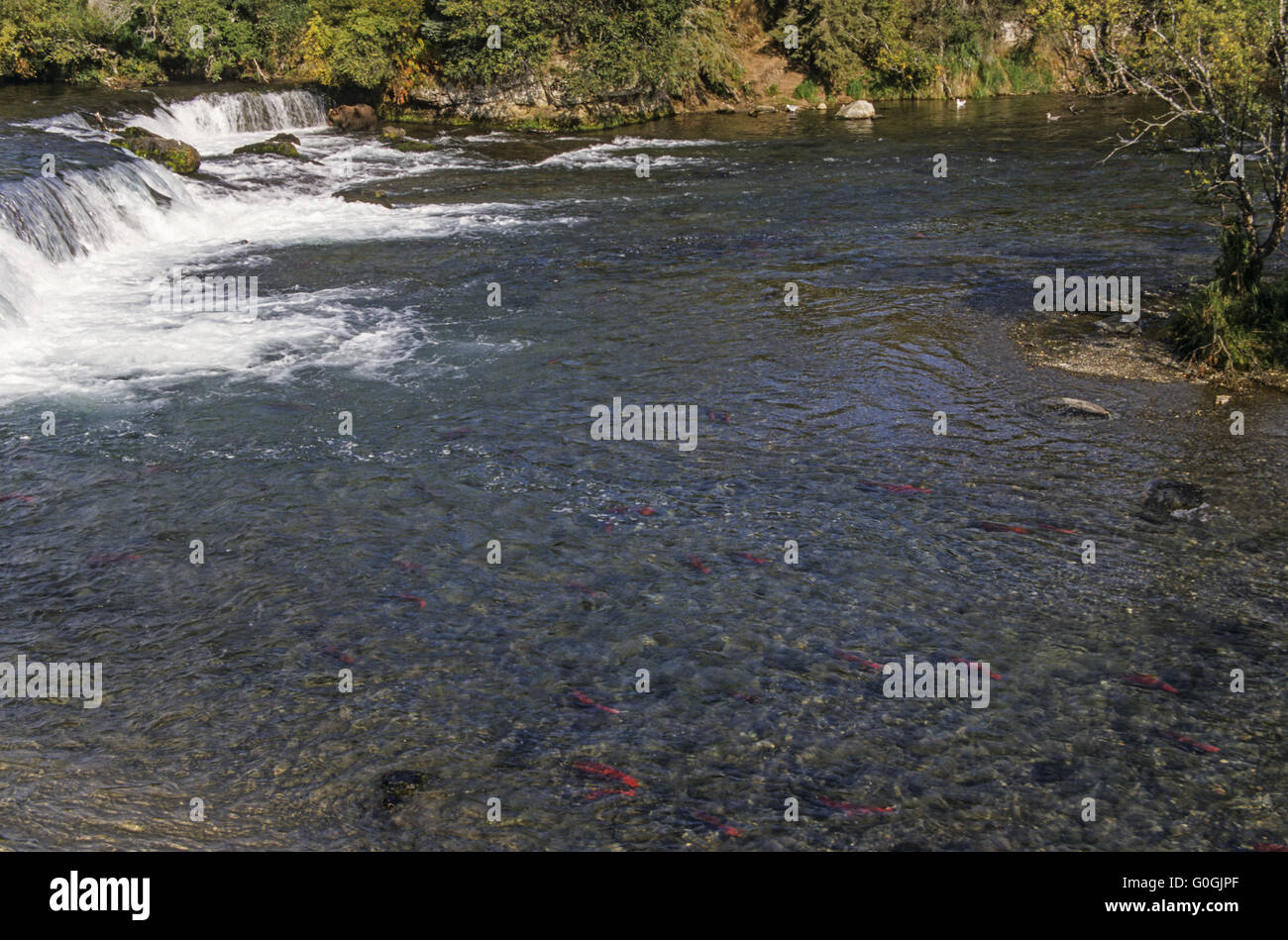 Sockeye Salmon do not feed during reproduction Stock Photo