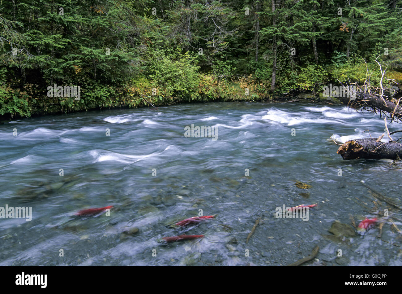 Sockeye Salmon the juveniles will spend 1 or 2 years in a lake before migrating to the ocean Stock Photo