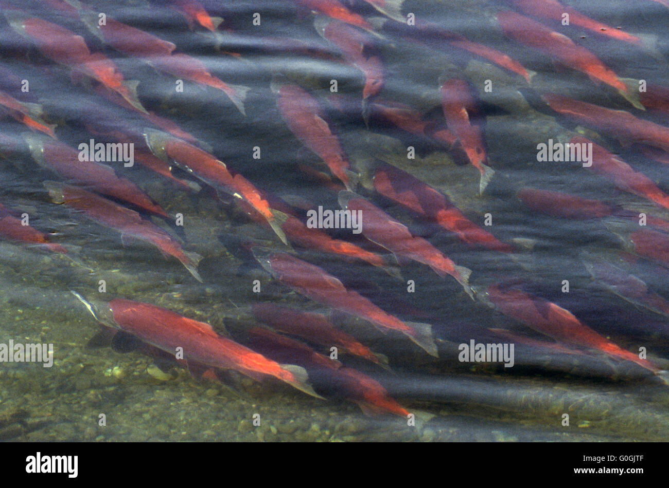 Sockeye Salmon is primarily red in hue during spawning Stock Photo