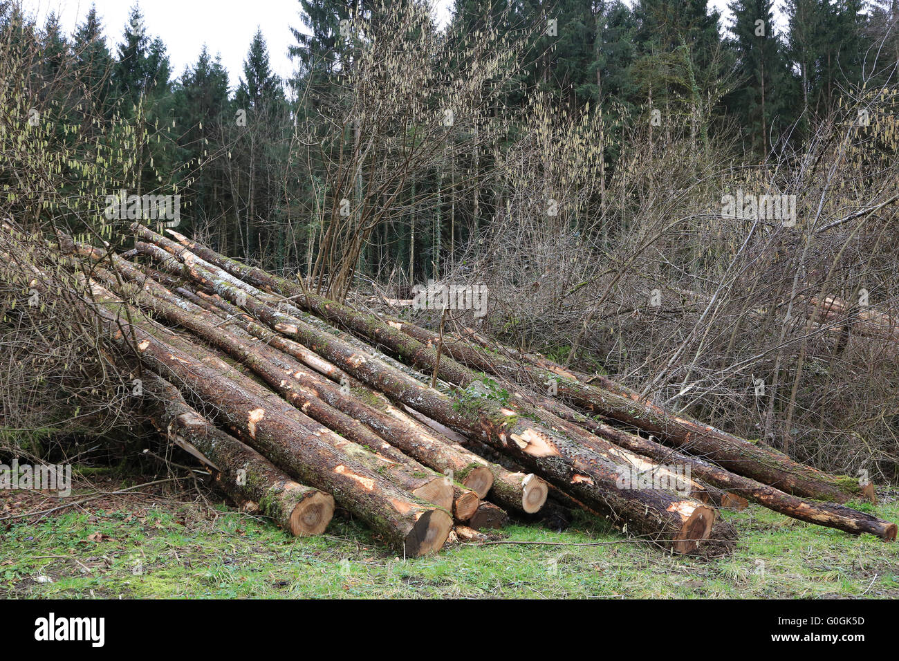 Wood harvest of dying ash trees Stock Photo