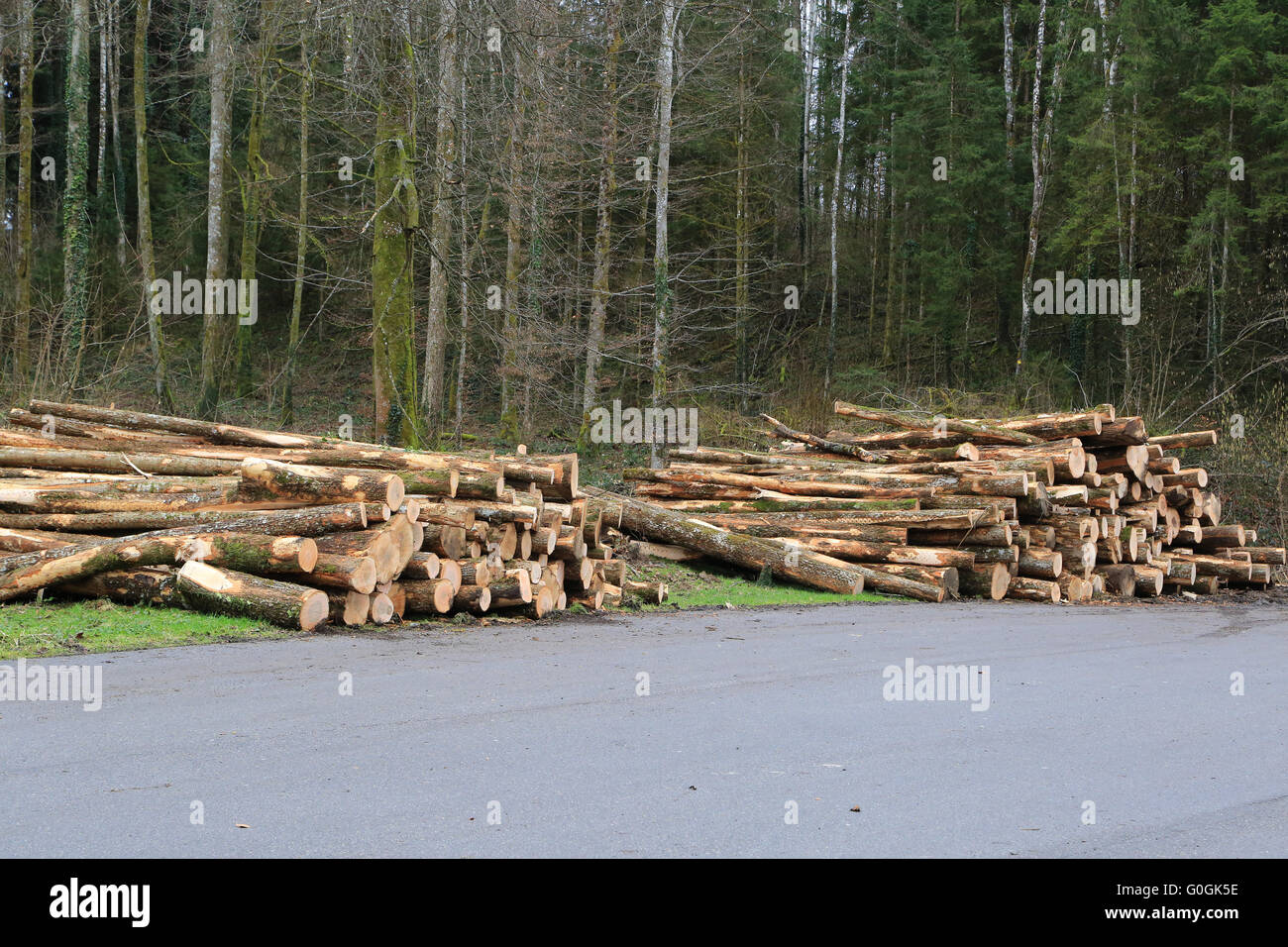 Wood harvest of dying ash trees Stock Photo