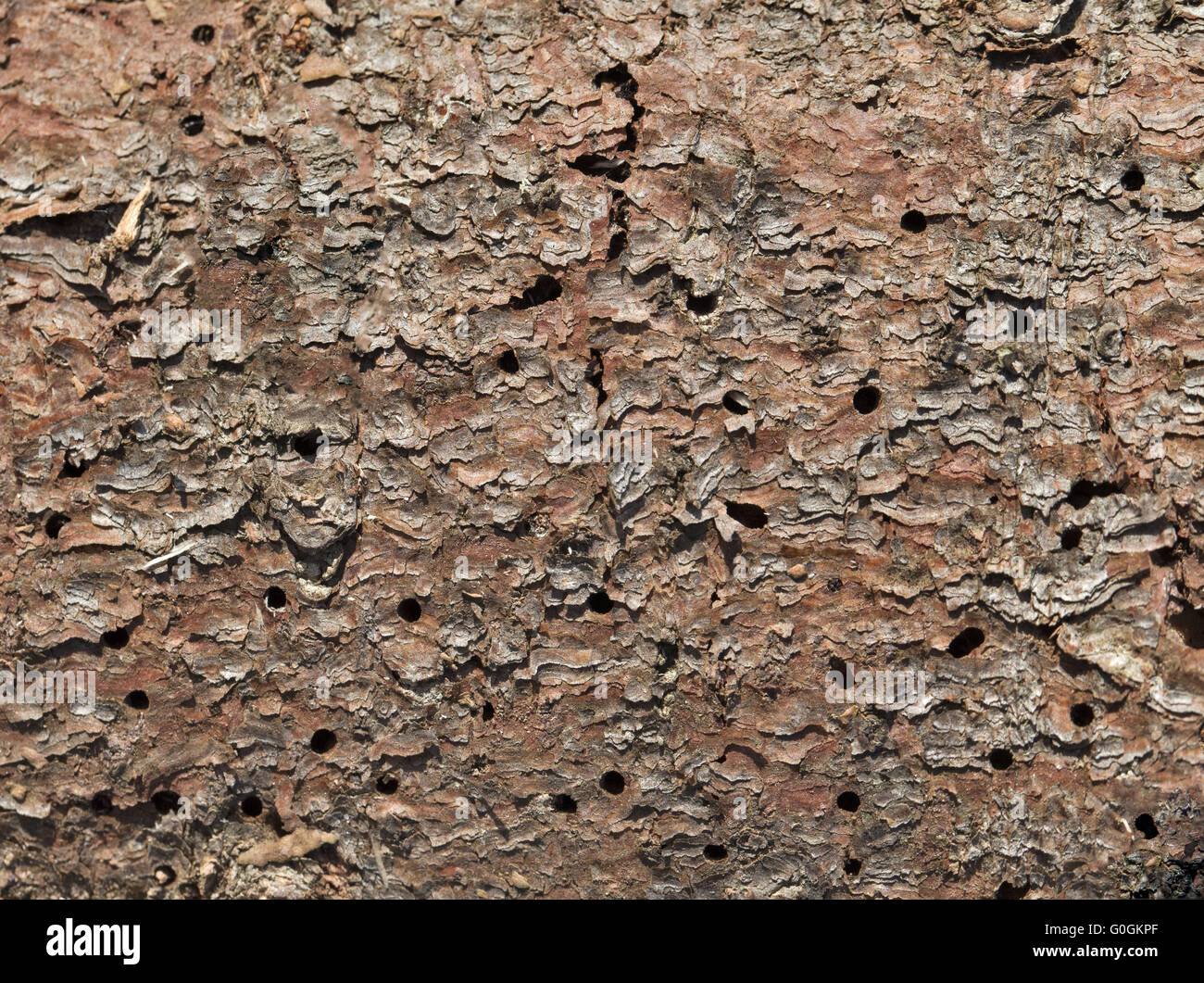 Holes in the wood Stock Photo Alamy