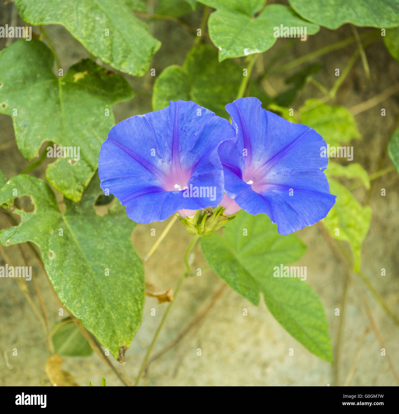 Leaves and two flowers of blue morning glory on a wall, Ipomoea nil Stock Photo