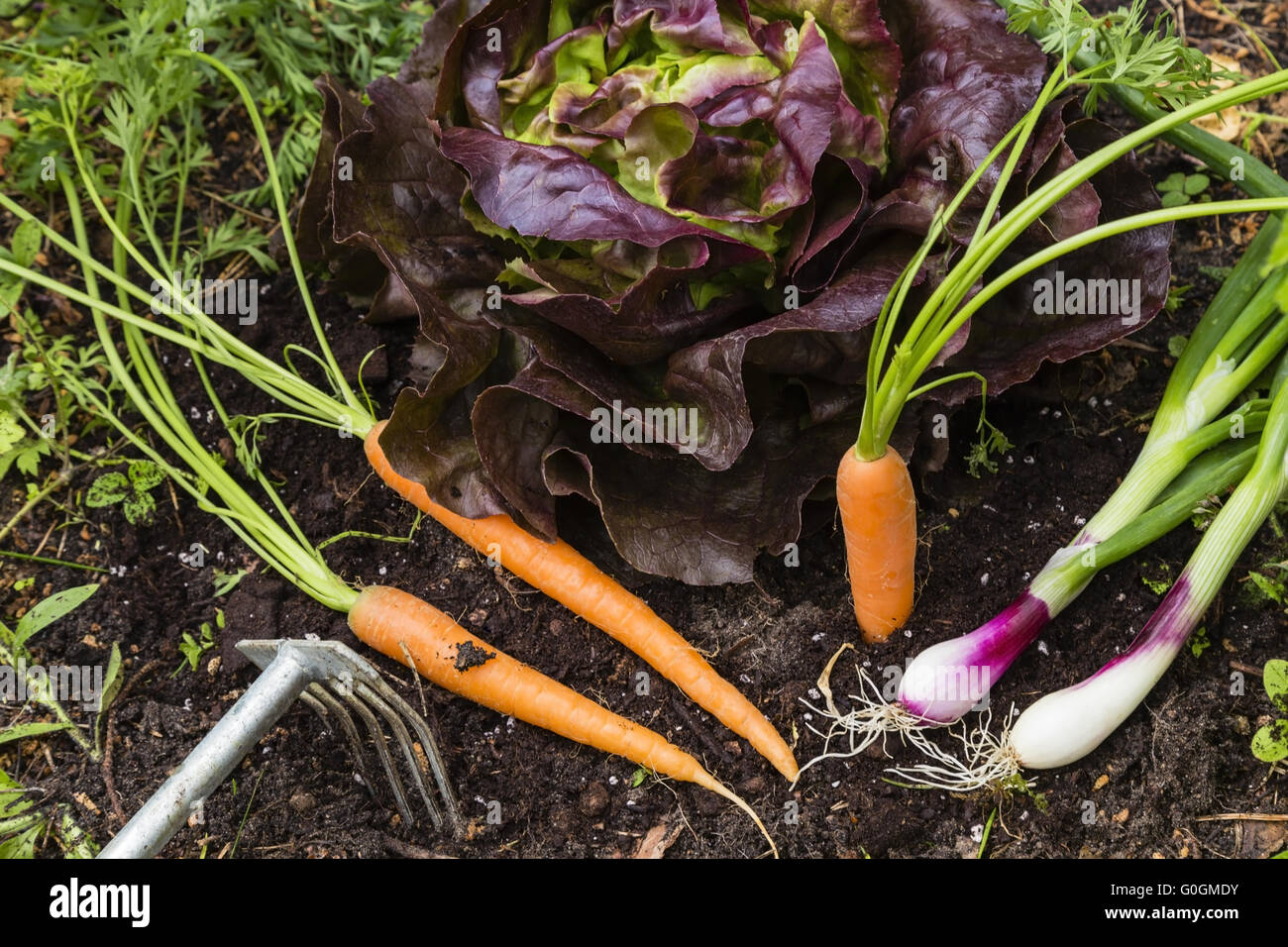 harvest of vegetables in a garden Stock Photo